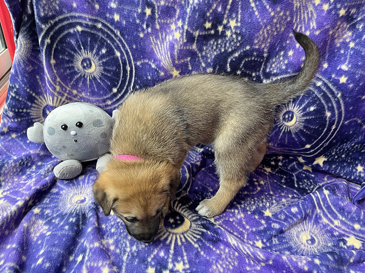 chinook puppy